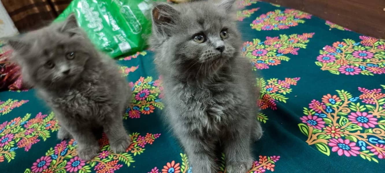 Persian 0