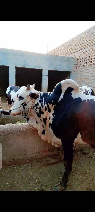 قربانی کا بیل