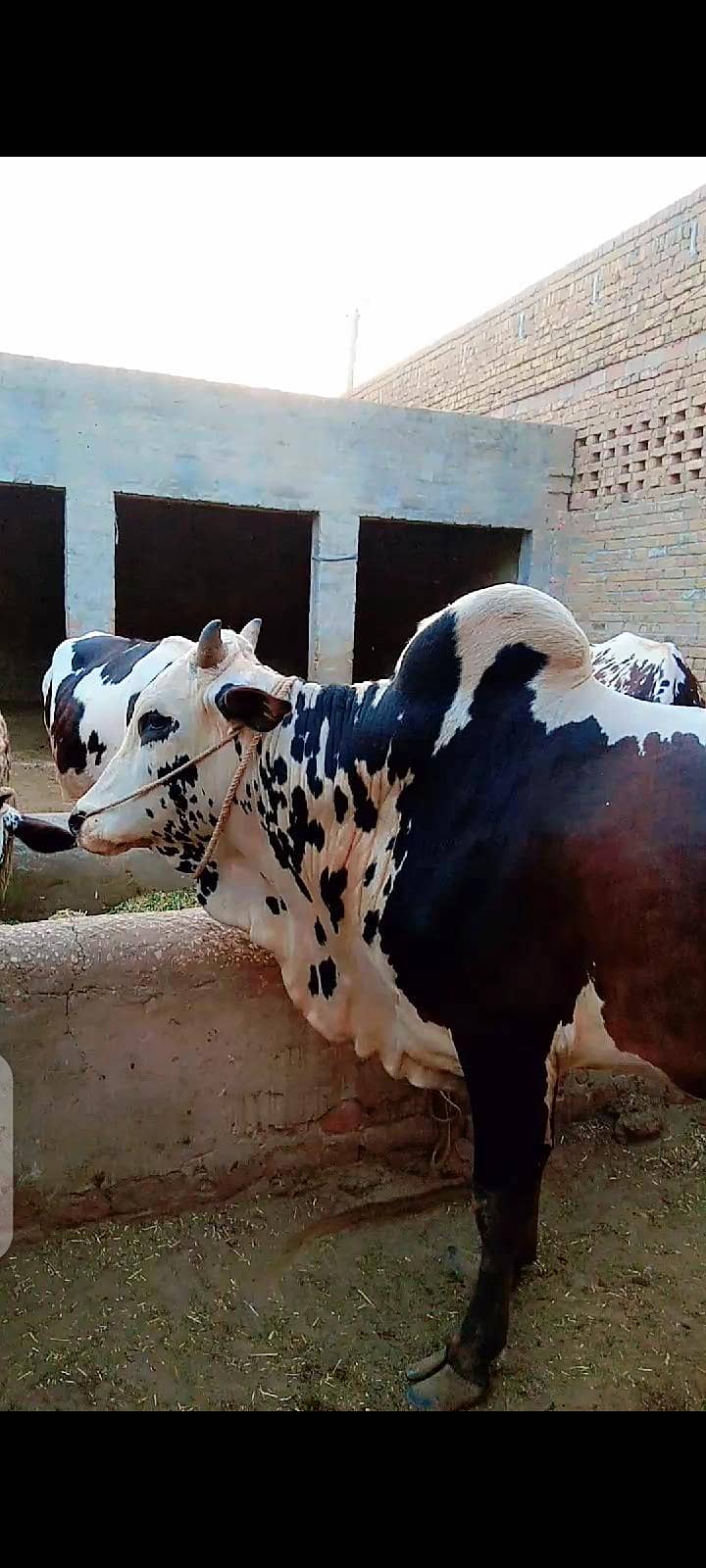 قربانی کا بیل 0