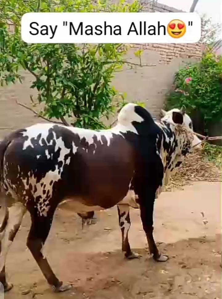قربانی کا بیل 1