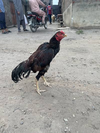 Aseel hens