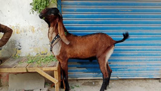 Goats