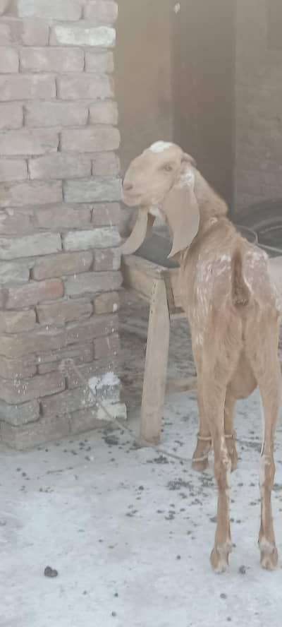 Makhichena 2 dant bakra