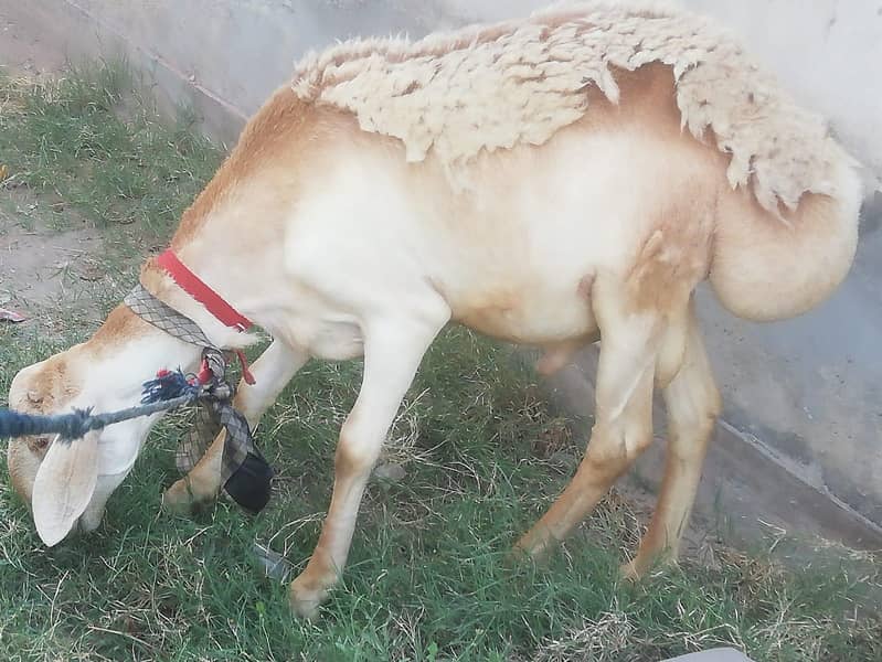 Turkey Dumba 1