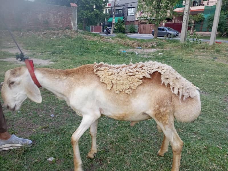 Turkey Dumba 3