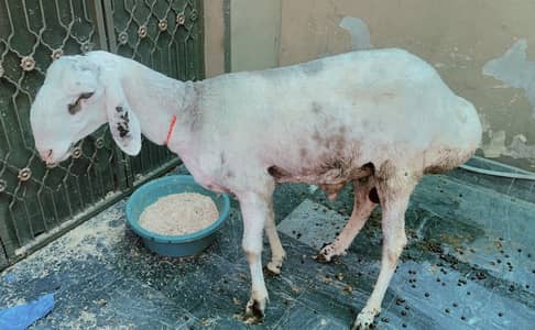 Dumbay heavy weight for sale