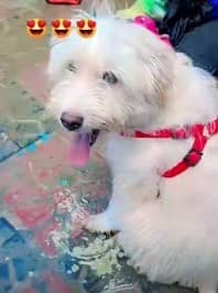Dog for sale