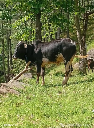 2 sal 3 mah ka he qeemat 160000 he bagh ajk