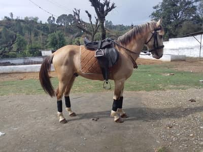Race horse naizabazi