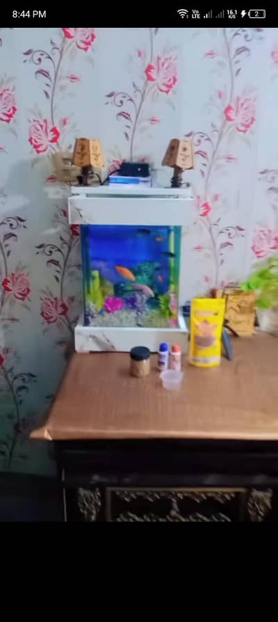 fish aquarium and 3 fish