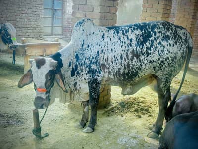 2 Dant Qurbani Bachray For Sale in Shujaabad