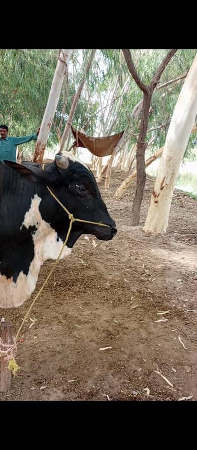 2 wachy for qurbani