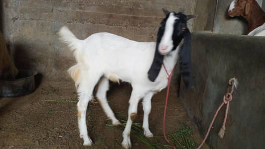 Qurbani Bakra 2026 ( 03312271586 ) WhatsApp