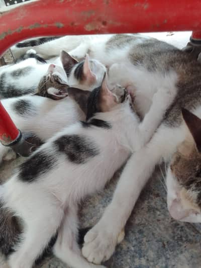 female cat and with three baby