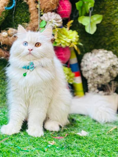 cat for sell