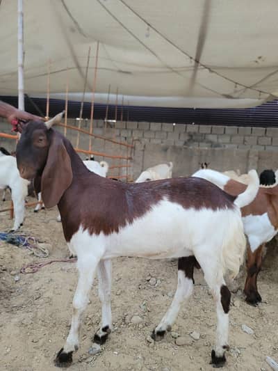 Reasonable Goats and Sheeps available