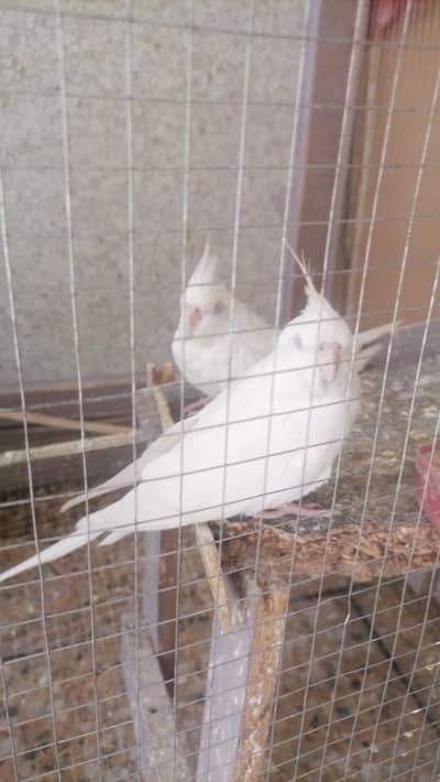 Cocktail Albino Eno Red  Eye pair urgent sale
