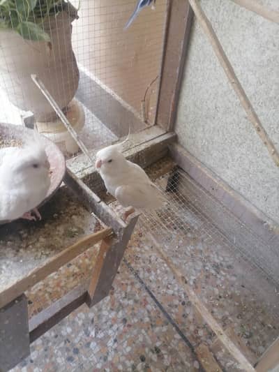 Cocktail Albino Eno Red  Eye pair urgent sale