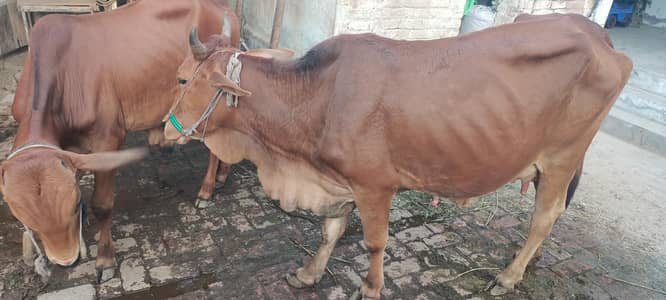 1 Cow+mail baby + 1 Wacha for sale in one color
