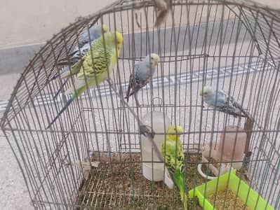 4 Australian Parrots Available – 3 Female & 1 Male Full Size Adult