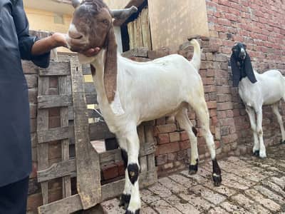 bakra | sindhi bakra | goat | بکرا | Desi Goats | donda |Qurbani 2026