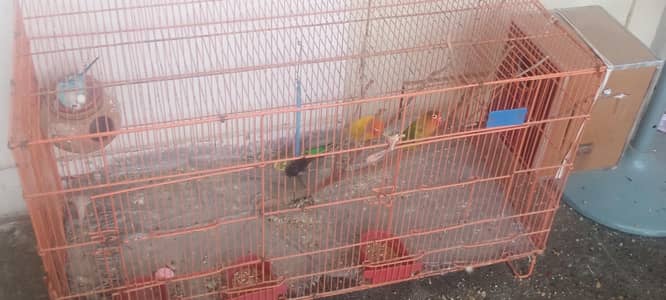 Love birds with Pair of budgees