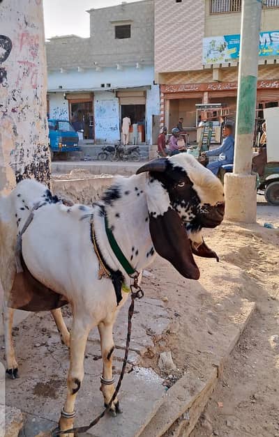 qurbani 2 dant bakra