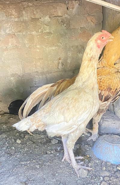 Aseel madi for sale heer