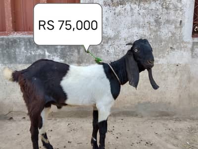 Goat| Bull |Sheep |Bakra| Qurbani 2026 | 2 dant | desi Bakra