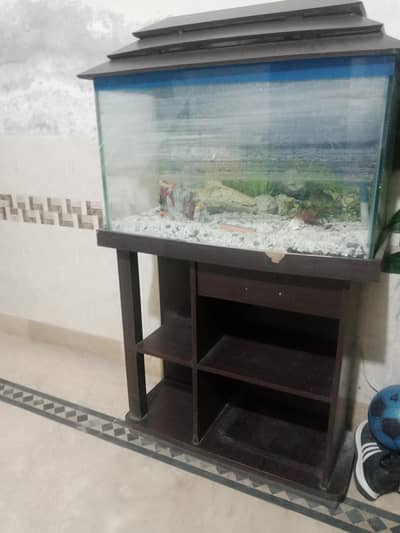 fish aqcuriuam