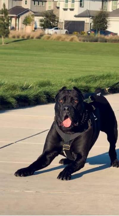 cane Corso male chahiya is quilty ka agr Kisi ka pass hai to dm kera
