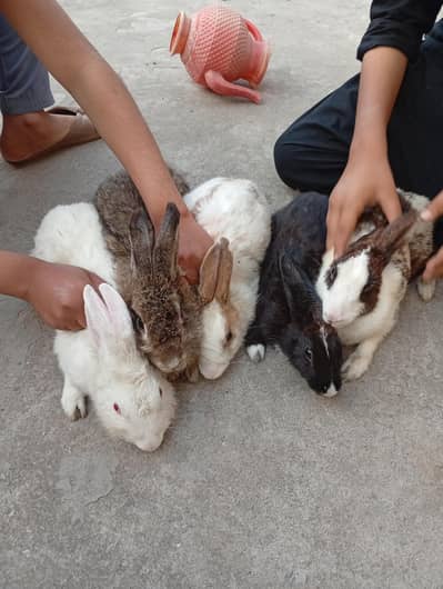 5 mix rabbits for sale