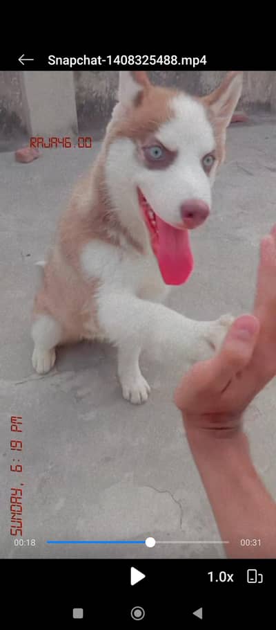 brown white Siberian husky female/  black white male Alaskan husky