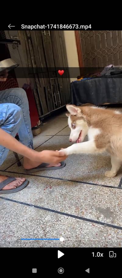 brown white Siberian husky female/  black white male Alaskan husky