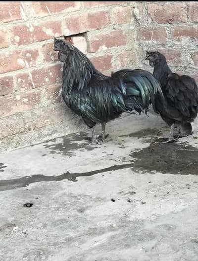 ayam camani