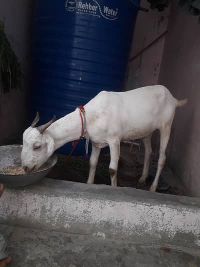 65000 2 dant contact 03118227142