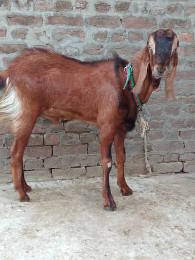 Qurbani goat 2 dant