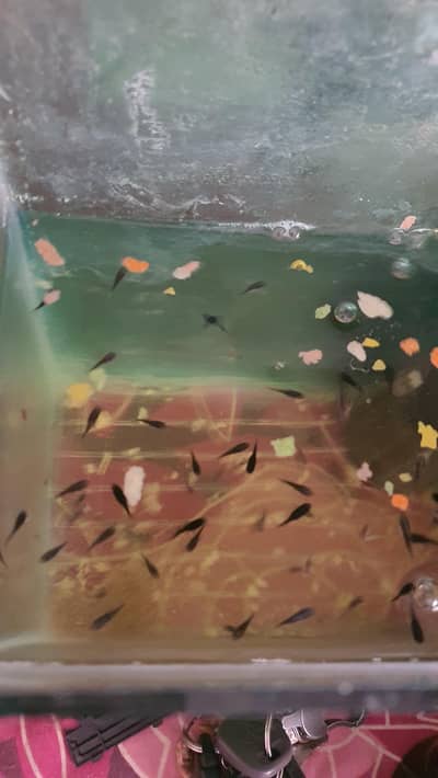 black molly babies for sale
