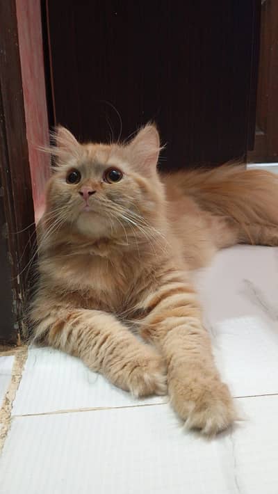 Male cat