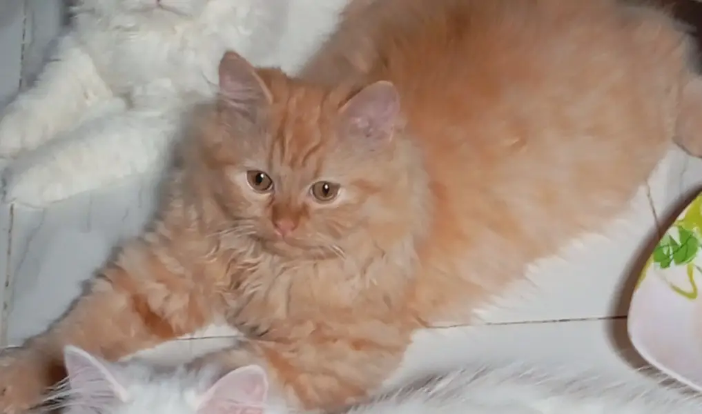 Male cat — photo 3