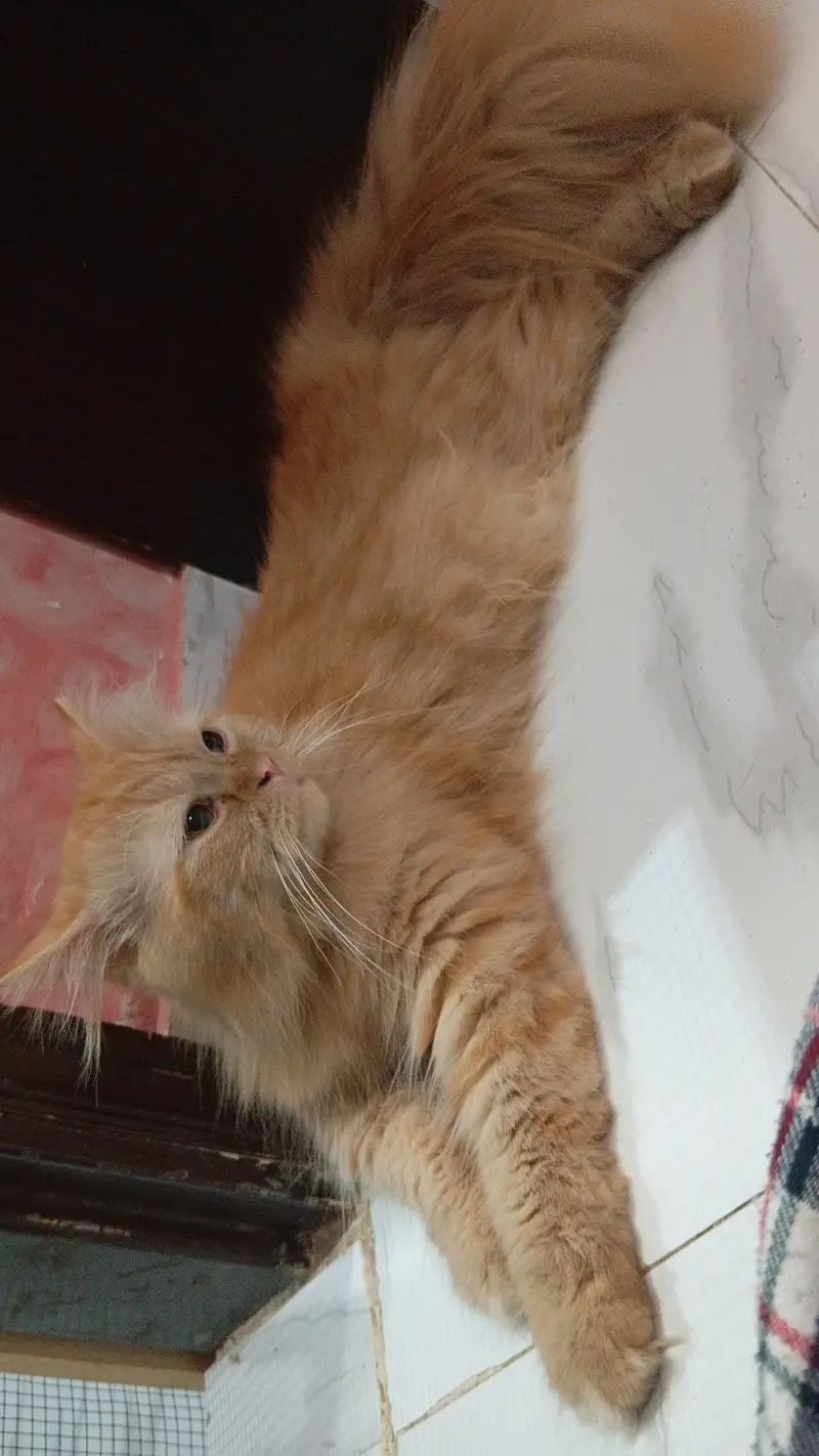 Male cat — photo 4