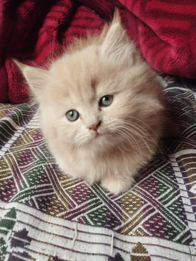 beautiful brown kitten for sale