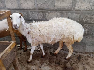 Turkey Sheep (Turkey Dumbi)
