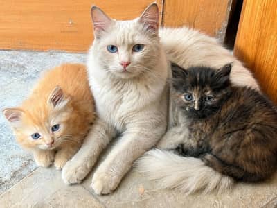 Healthy kitten  white perian