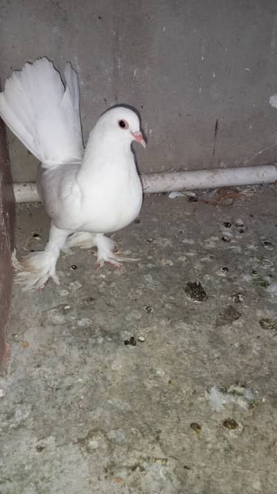 Young Lakka female