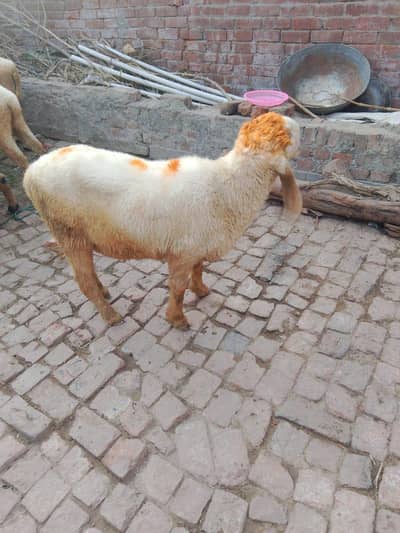 Bakra