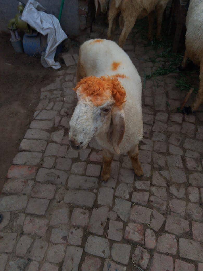 Bakra 1