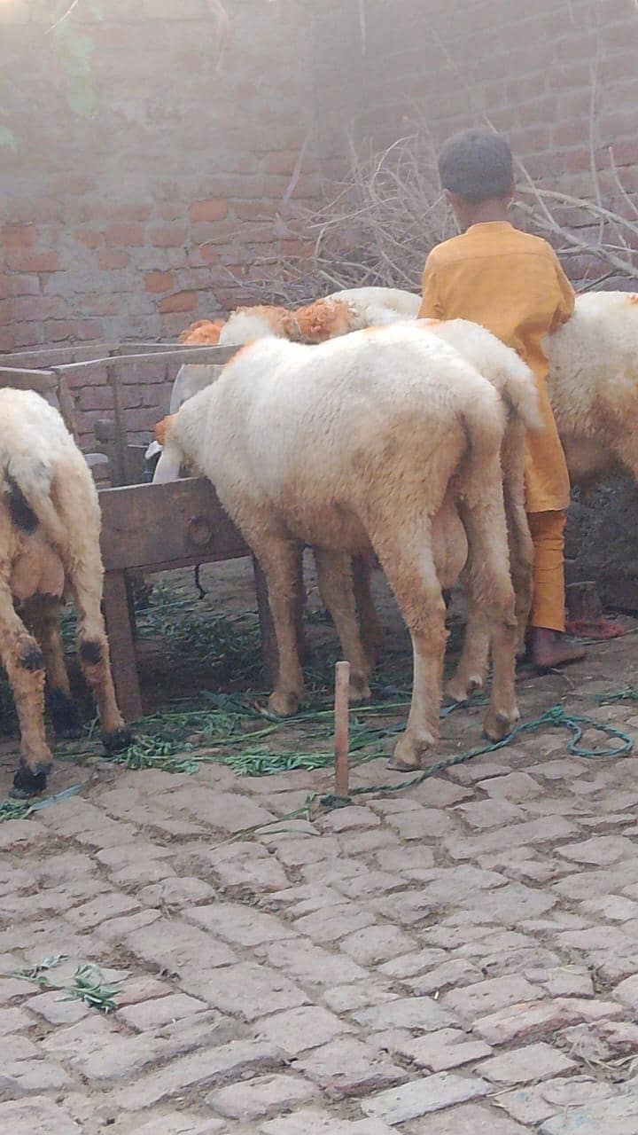 Bakra 2