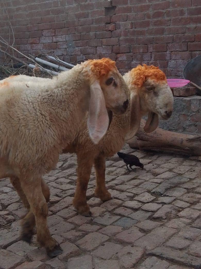Bakra 3