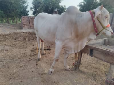 Nukra gulabi for sale